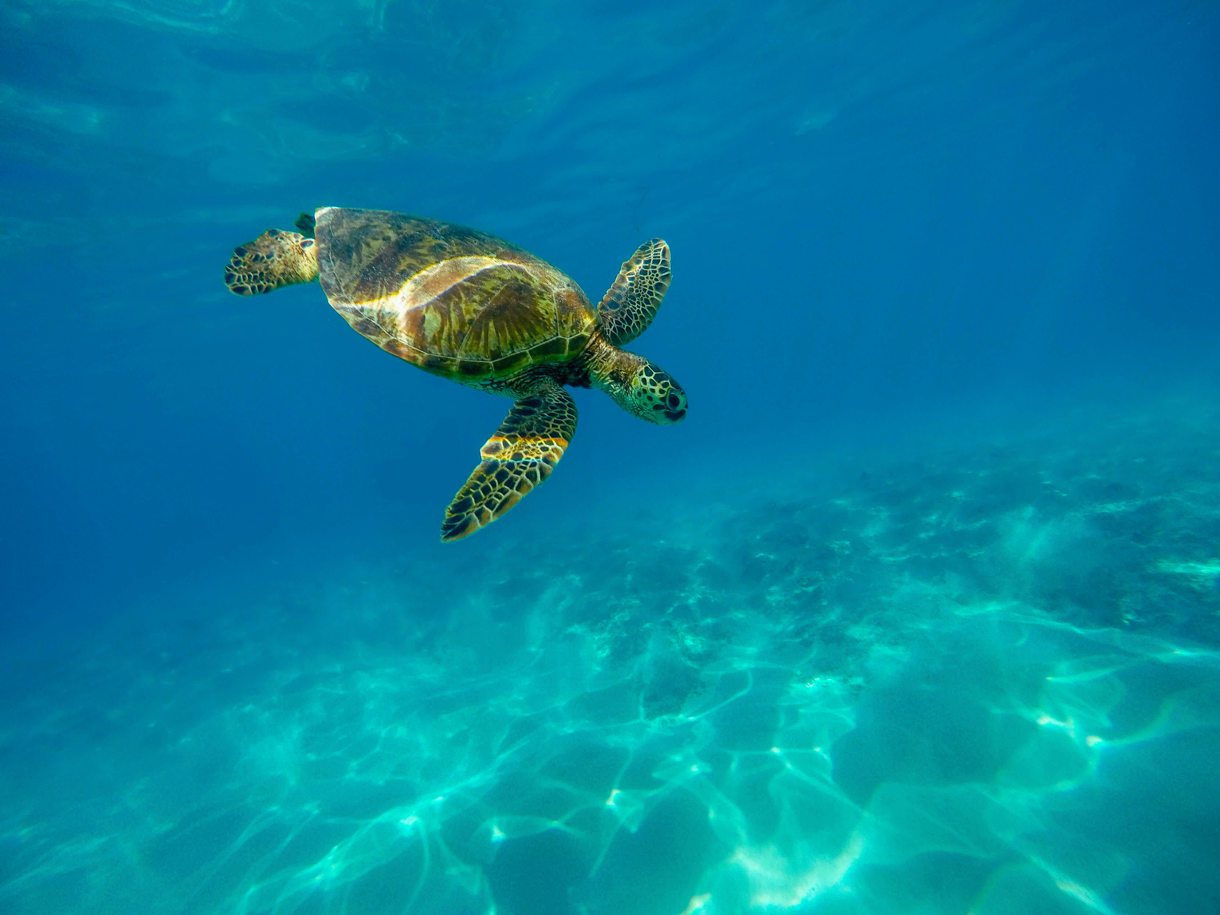 Sea Turtle Under Water